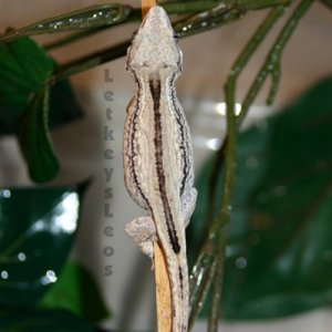 Gargoyle