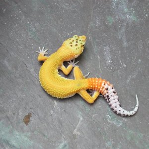 Red Stripe x Hypo Tangerine Female