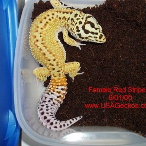 Female Red Stripe