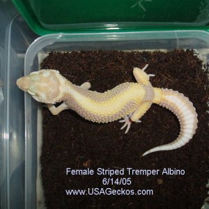 Female Striped Tremper Albino