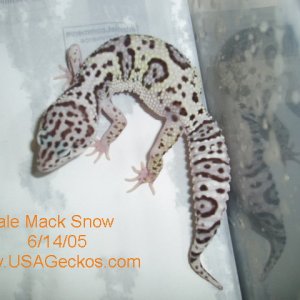Male Mack Snow