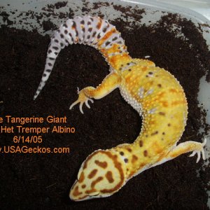 Male Tangerine Giant