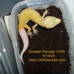 Small Female Las Vegas Patternless Albino