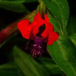 Bat Faced Plant