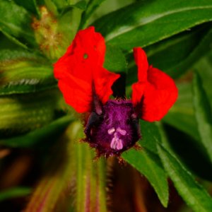 Bat Faced Plant