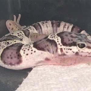 co-dom mack female