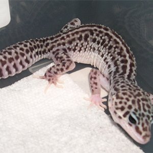 Super Snow female