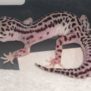 Super Snow female