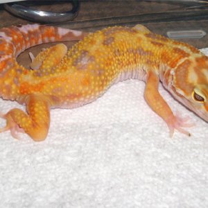 GJA het aptor