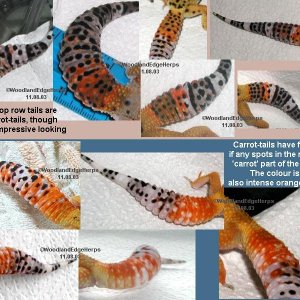 Leopard Gecko carrot-tails and wanna-be's