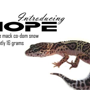 "Hope" Mack co-dom snow (female)