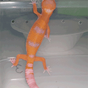 27 days old Hybino
