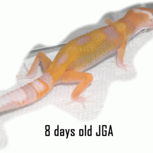7 days old JGA AM gecko line