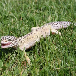 Gex1