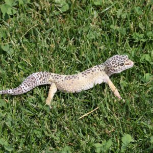 Gex2