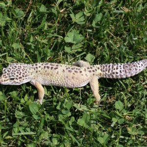 Gex3