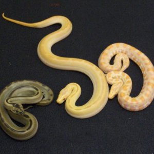 Trio