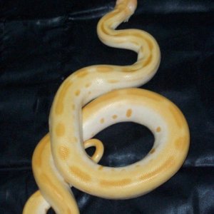 Albino_Green_Burmese_Python