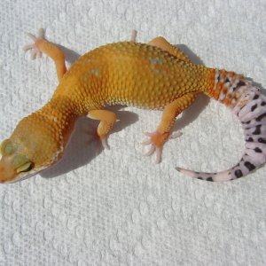 SHTCTx Tang