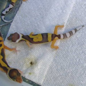 Jungle het albino