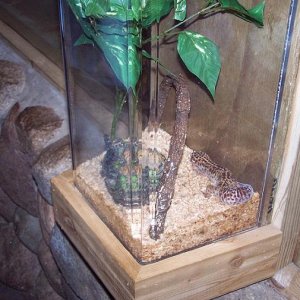 Is this any way to keep a leo?