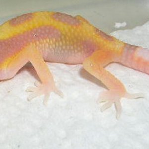 Black eyed carrot head carrot tail tangerine jungle giant albino