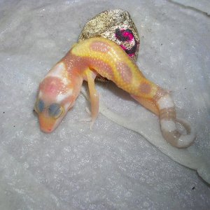 HATCHING