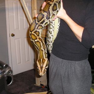 12" female normal