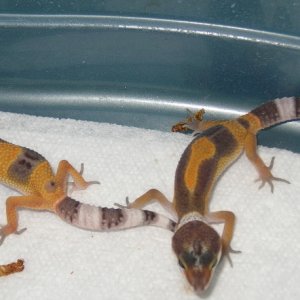 het bell hatchling females