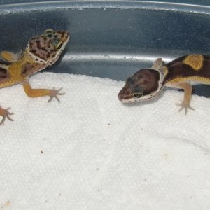 more het bell hatchlings