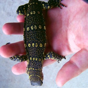 My Ornate Nile monitor