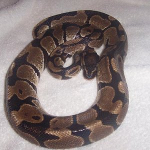 Snake