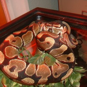 BP2
