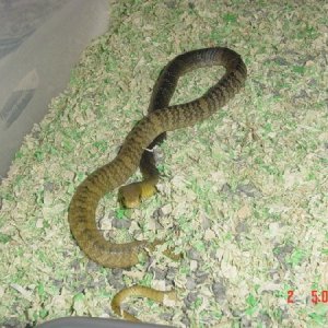 Young Yellow-tail Cribo