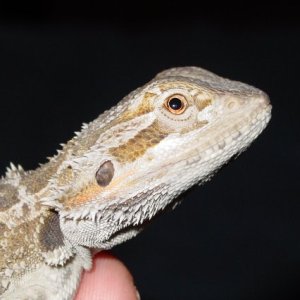 Beardie pic #1