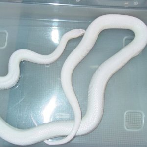 03 Female Blizzard Pic#1