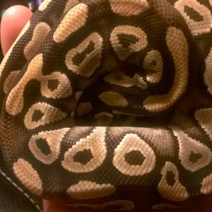 python