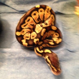 this is one of the baby pastel vanillas