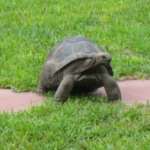 ALDABRA BREEDER