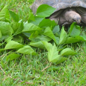 ALDABRA BREEDER