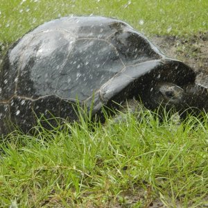 ALDABRA BREEDER