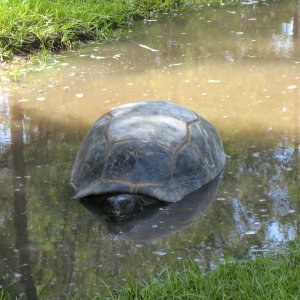 ALDABRA BREEDER