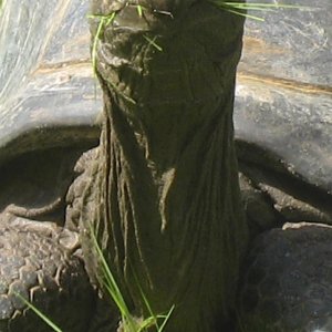 ALDABRA BREEDER