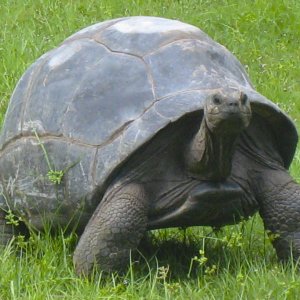 ALDABRA BREEDER