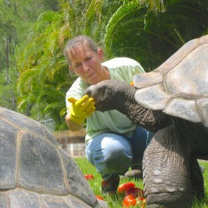 ALDABRA BREEDER