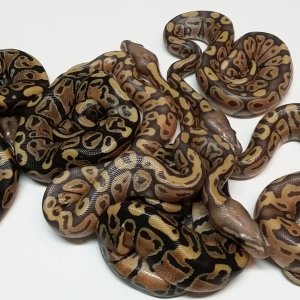 vanillas and ghost vanillas