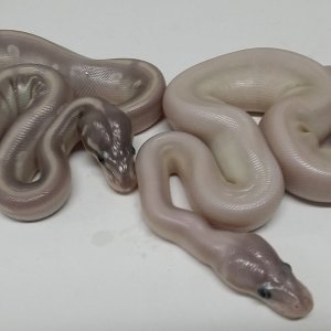 Super mojave and potion
