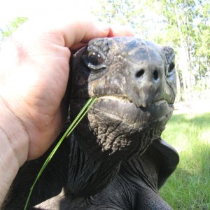 ALDABRA BREEDER