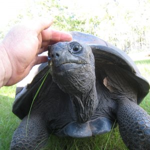 ALDABRA BREEDER