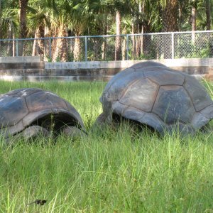 ALDABRA BREEDER